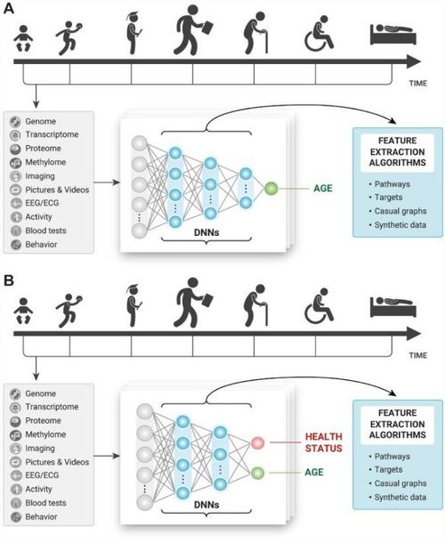 Deep Longevity Inc. 醫(yī)療AI公司如何運(yùn)用衰老時(shí)鐘與人工智能平臺(tái)重塑壽命預(yù)測(cè)與健康管理
